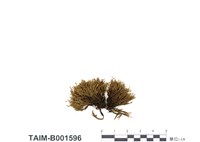 藏品(長蒴紫萼苔)的圖片